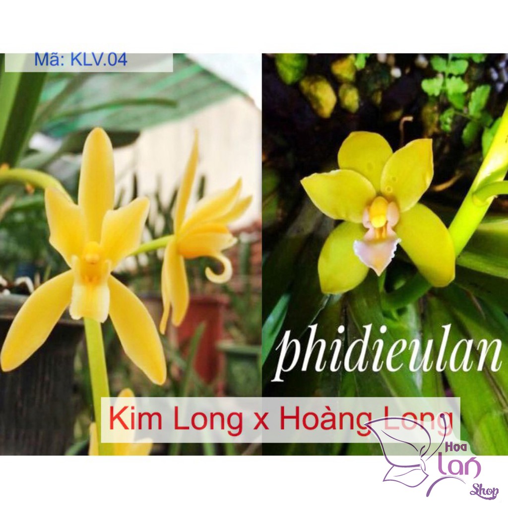 lan kiếm hoàng long lai kim long ( phan trí lai kim long)