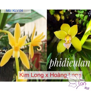 lan kiếm hoàng long lai kim long ( phan trí lai kim long)