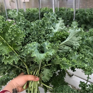 Gói 1g (khoảng 200 hạt )cải Kale xanh ( Organic ) ( USDA) ( Non GMO)