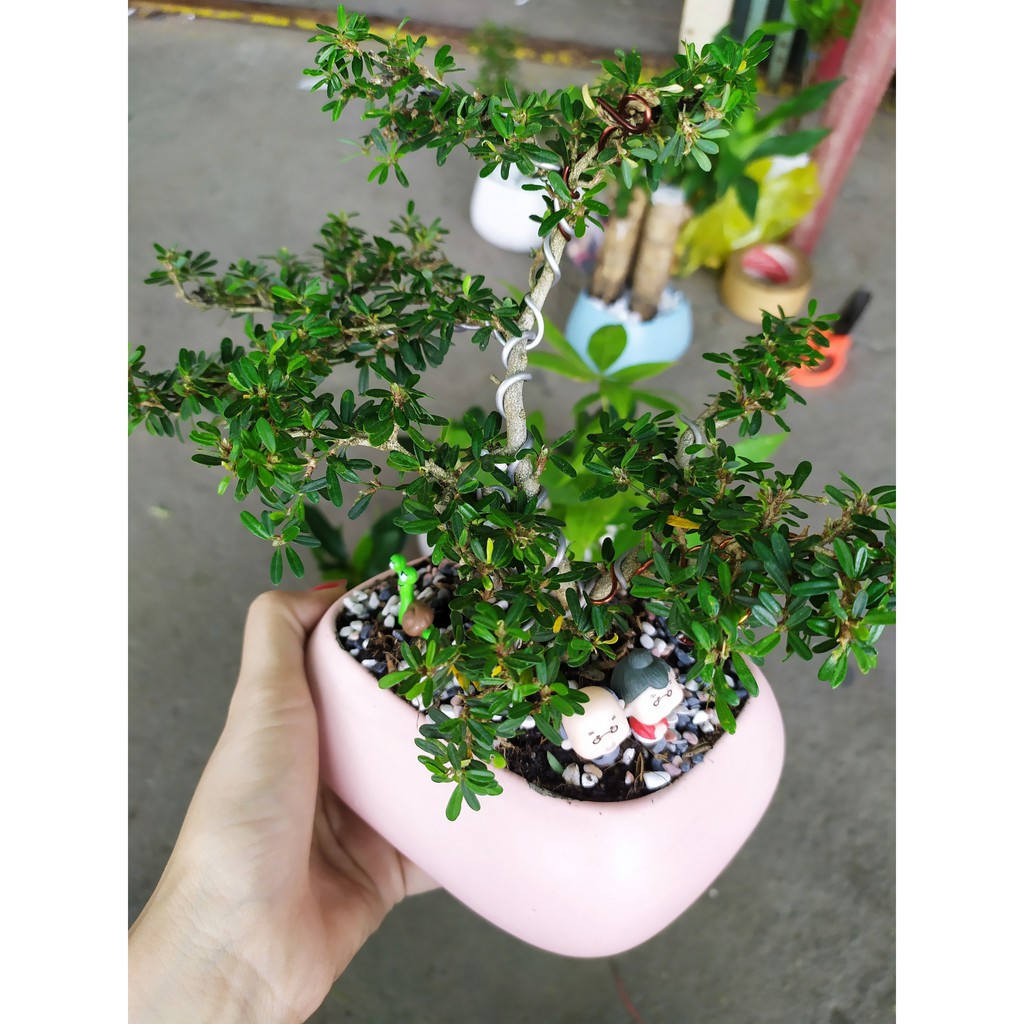 CÂY BONSAI MINI LINH SAM
