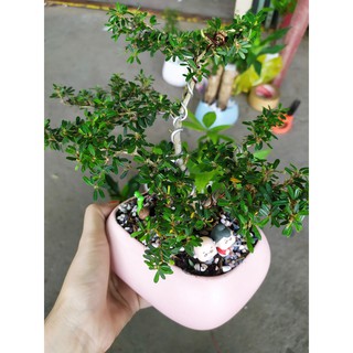 Cây bonsai mini linh sam