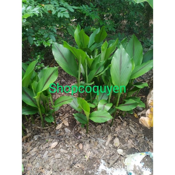 Củ nghệ đen tươi 1 ký