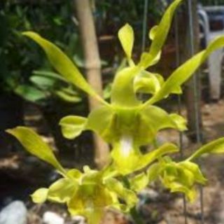 Rồng xanh cây giống