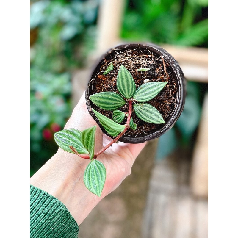 Cây giống Peperomia puteolata Parallel (Cây Song Song) chậu nhựa 8cm