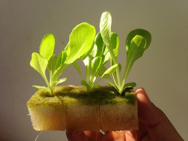 Phân Dung dịch dinh dưỡng thủy canh, Phân Thủy Sinh Cao Cấp (Tôt Cho Rau-Củ-Quả)