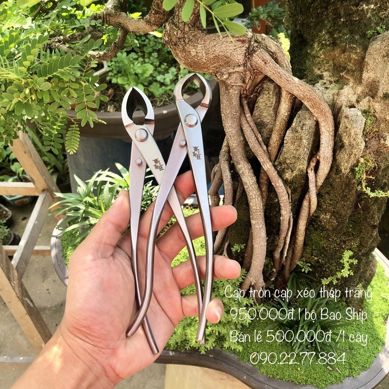 Cạp Tròn, Cạp Xéo Cây Cảnh Bonsai Hàng Chính Hãng Công Ty MST