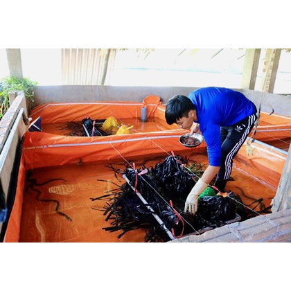 Bể bạt nuôi lươn ốc kích thước 2m x 1m x 1m loại bạt 2 da dày