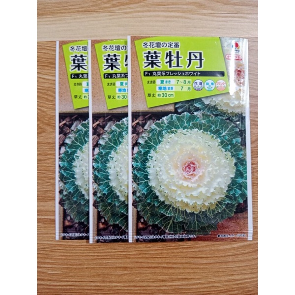 Hạt giống bắp cải cảnh Nhật Bản