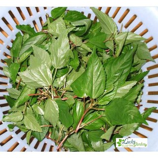 10g Hạt giống Rau Đay đỏ XTRA