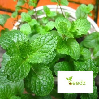 gói 100 hạt giống bạc hà VINMARK HẠT GIỐNG