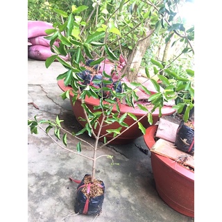 Cây sơ ri chua ngọt