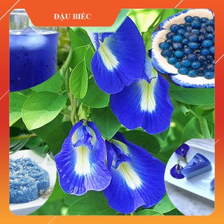 [Bao nảy] Hạt giống hoa Đậu biếc gói 20 hạt