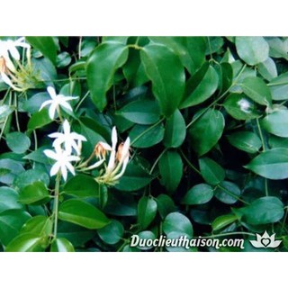 CÂY GIỐNG CÂY CHÈ VẰNG