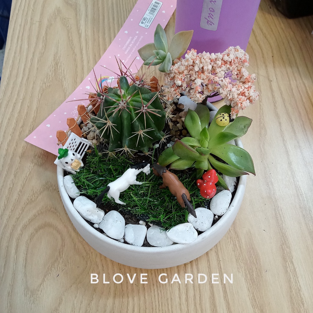 Chậu cây sen đá sương rồng, phối sẵn tiểu cảnh trang trí cực xinh sắn làm quà tặng bạn trai bạn gái crush, đồng nghiệp