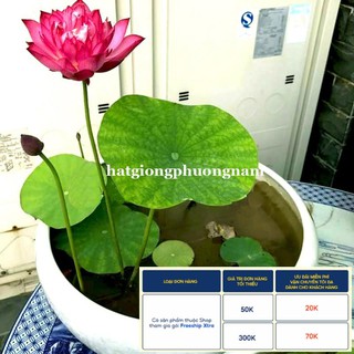 12H - HẠT GIỐNG HOA SEN CUNG ĐÌNH
