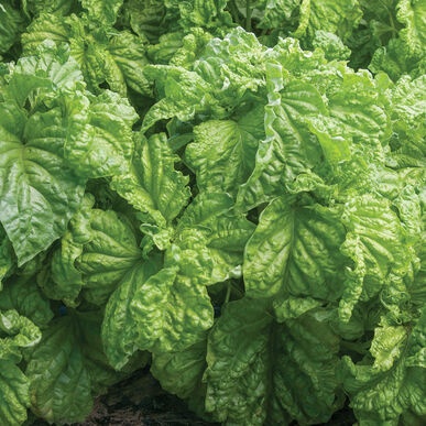 Hạt giống quế tây Basil xoăn lettuce leaf basil (30 hạt)