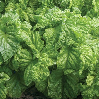 Hạt giống quế tây Basil xoăn lettuce leaf basil