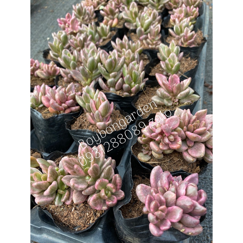 ⚡ [Ảnh thật] ❤ [FreeShip]