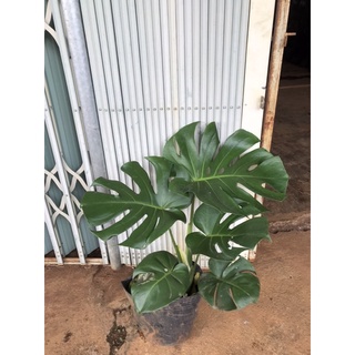 Trầu bà lá xẻ Nam Mỹ ( size 45cm)
