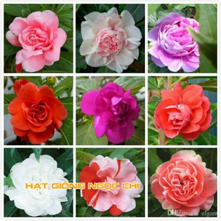 Hạt Giống Hoa Móng Tay Kép - 50 Hạt