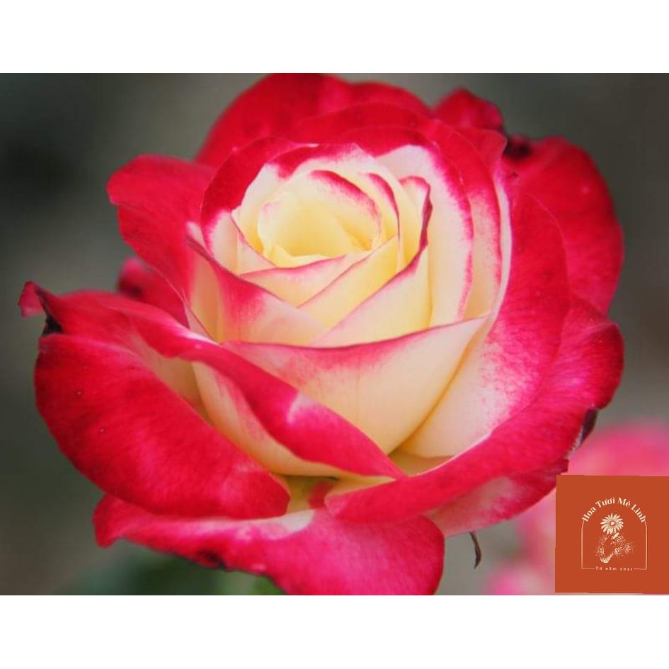 Hoa hồng ngoại Double Delight rose sắc hồng mới lạ - HoaTuoiMeLinh