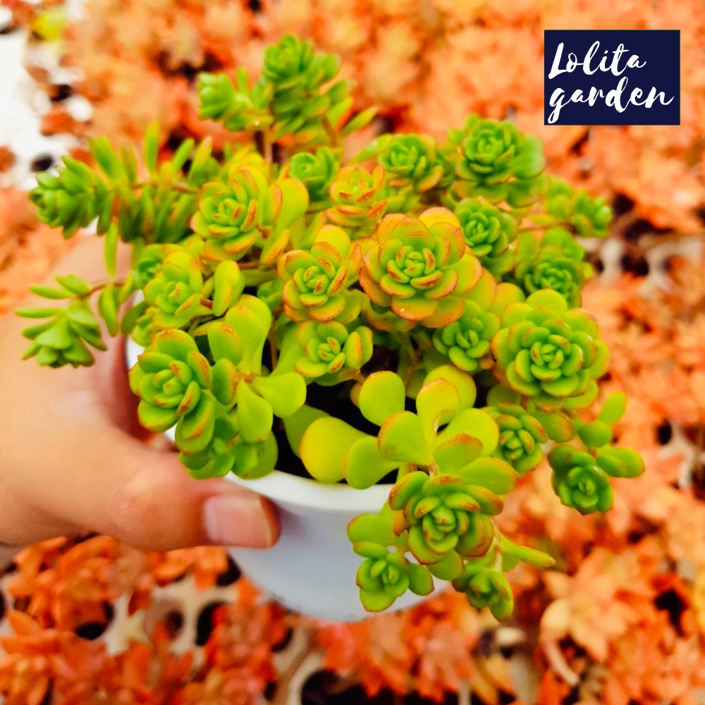 Sen đá sedum hoa hồng xanh Đà Lạt size trung bình cây cảnh trang trí nhà cửa Lolita garden