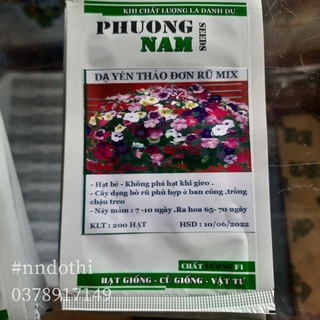 Hạt giống hoa dạ yến thảo PN