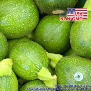 7h Hạt Giống Bí Ngòi Tròn Xanh - Tatu Chịu Nhiệt (Cucurbita pepo)  KHUYEN MAI BO LAM VUON MINI DON 100K