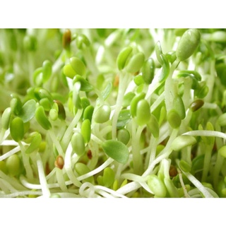 Hạt Giống Rau Mầm Cải