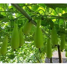 Hạt Giống Bầu Xị Cao Sản Siêu Trái