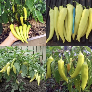 Hạt giống ớt chuối ngọt mỹ