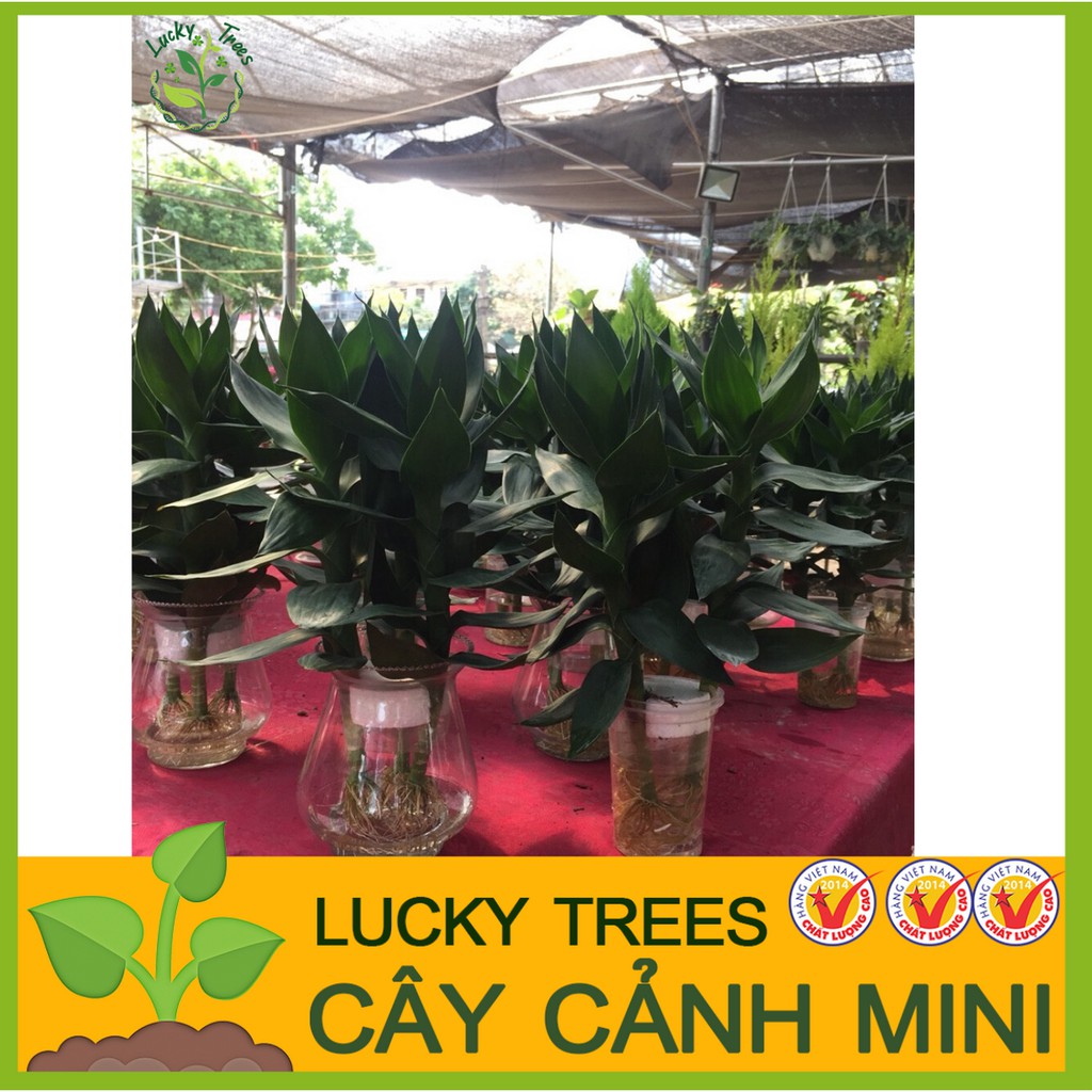 Phát lộc búp sen thủy sinh (Cả bình)