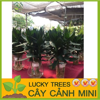 Phát lộc búp sen thủy sinh (Cả bình)