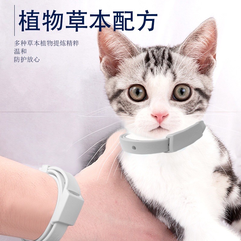 Vòng đuổi rận cho boss