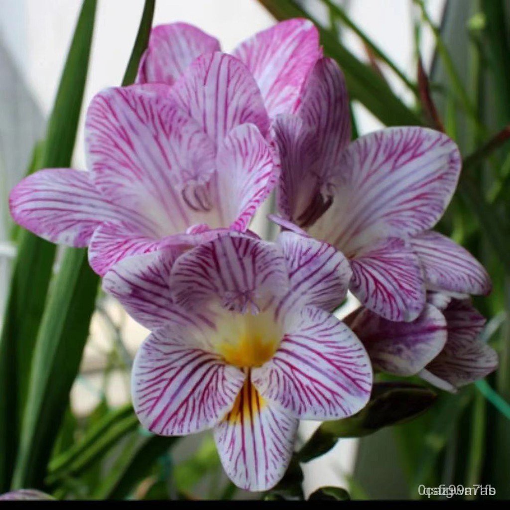 hạt giống lan tuyết thơm lan Nam Phi 50h