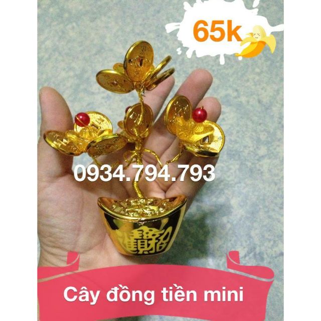 Cây hoa đồng tiền vàng mini PHK shop