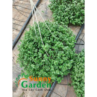 Chậu Cây Tổ Ong (Tóc Xù) - Chậu Treo