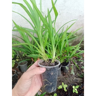 Bầu giống cây lá dứa , cây lá tám