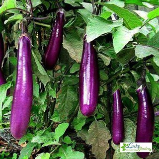 1g hạt giống cà tím xtra tặng kèm phân và kích mầm