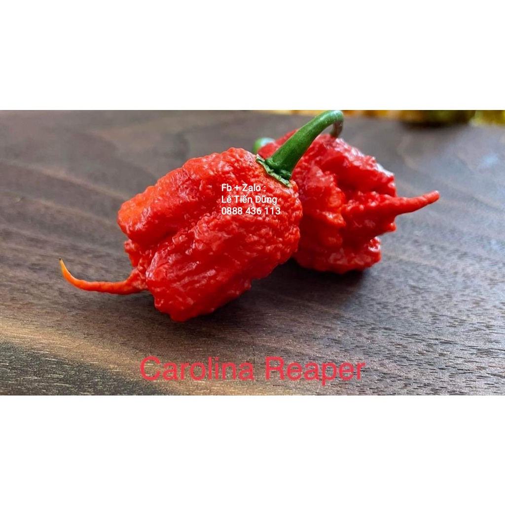 Hạt Giống Ớt Carolina Reaper