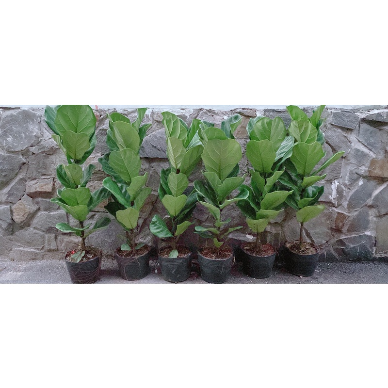 Cây Bàng Singapore Cao 1m