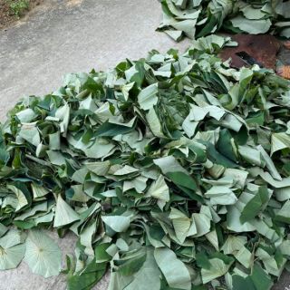 LÁ SEN KHÔ 1KG