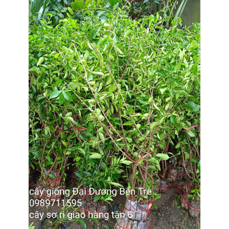 Cây sơ ri chiết cành