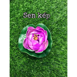 Hoa sen thả nước - hoa thả nước