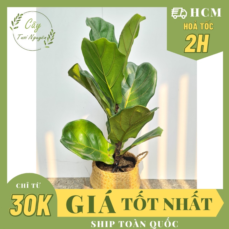CÂY BÀNG SINGAPORE Size Trung ,(cao 40-50cm), phong thuỷ để bàn mini GIÁ RẺ, lọc không khí, Cây Tươi Nguyê