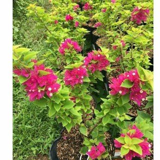 Chậu cây hoa giấy mỹ giống ( cao 15-30cm )