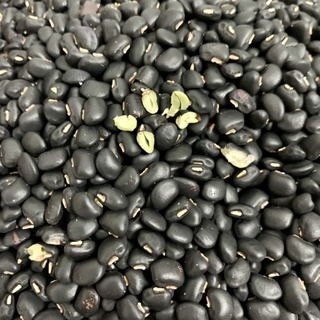 Đậu đen xanh lòng daklak 500gr, đỗ đen sạch chất lượng nhà trồng 500gr/túi