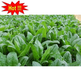 Hạt giống Cải Bó xôi 10g (rau chân vịt)