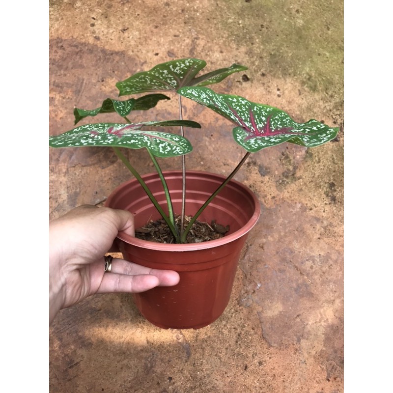 Chậu cứng Caladium Bicolor size trung - c.ây khoẻ, rễ nhiều, phát triển tốt