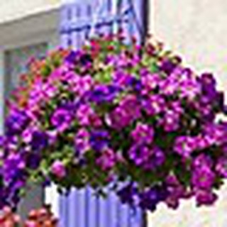 Hạt giống hoa dạ yến thảo mix -100 hạt